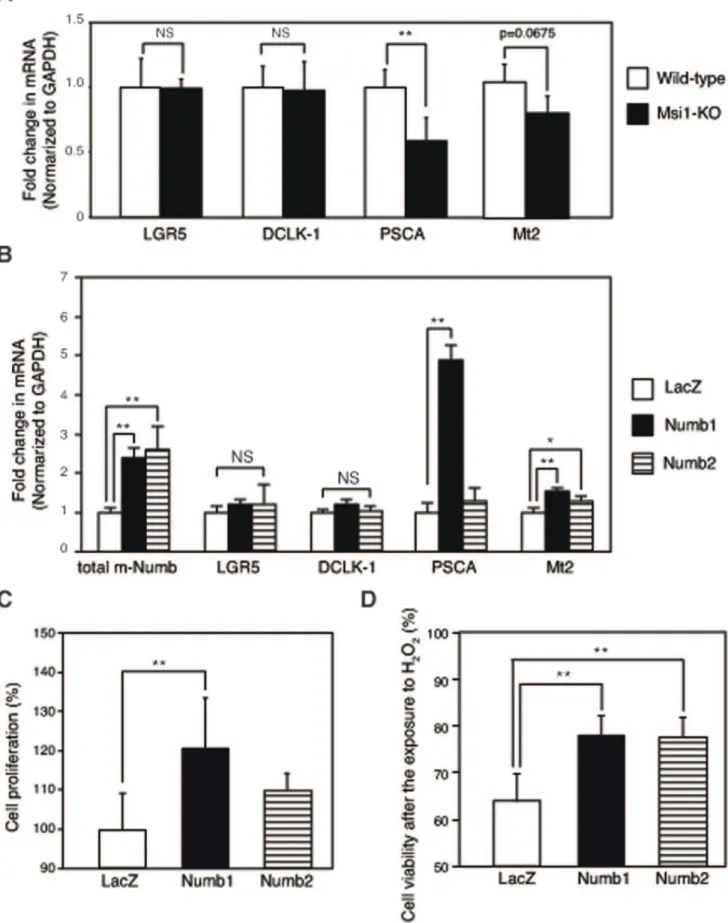 Figure 6. m-Numb-induced expression of regeneration-related genes. (A) Expression of LGR5 , DCLK1 , PSCA , and Mt2 mRNA in the stomachs of sham-treated wild-type (white bars) and Msi1-KO (black bars) mice