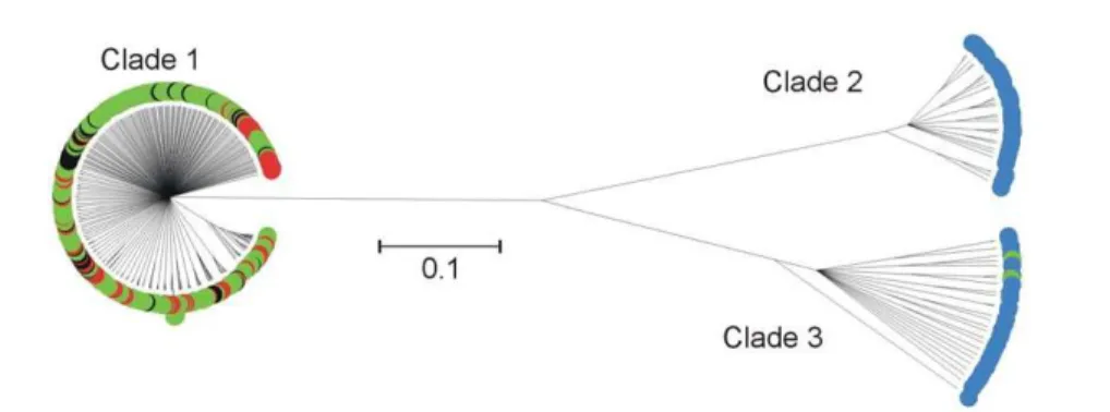 Figure 1. C LONAL F RAME genealogy of 7-locus MLST data from C. coli genotypes from clinical, animal faeces, food and environmental samples