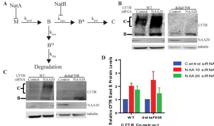 Fig 7. Schematic of Steps in CFTR Conformational Maturation and Points of Regulation by NatA and NatB