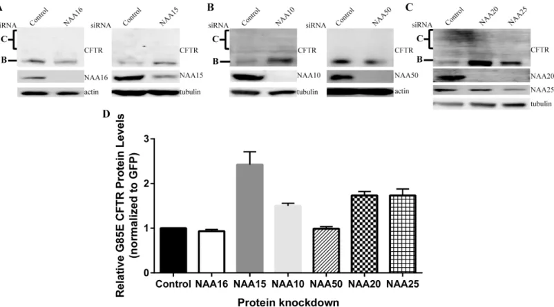 Fig 2. Scheme for the Identification of Proteins Interacting with CFTR Nascent Chains During Translation