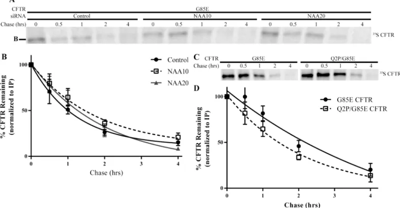 Fig 5. Degradation Rates of G85E CFTR. Radiographs of SDS-PAGE of immunoprecipated (IP) A) G85E CFTR from cell lysates depleted for NAA10, NAA20, or for c) the G85E/ Q2P CFTR double mutant after a thirty-minute pulse and subsequent chase for the times indi