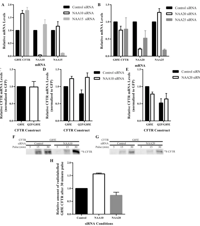 Fig 6. Effect of NatA/B on mRNA Levels and Translation Rates of G85E CFTR. RT qPCR analysis of G85E CFTR, NAA10, and NAA15 mRNA levels after RNA purification of cell lysates (n = 4, +/- SEM) depleted for A) NatA: NAA10and NAA15, or B) NatB: NAA20 and NAA25