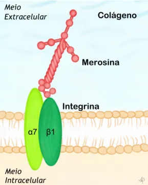 Figura 2 – Esquema representativo da interação  entre Integrina, Merosina e Colágeno (ilustração  criada para o presente trabalho pela autora)