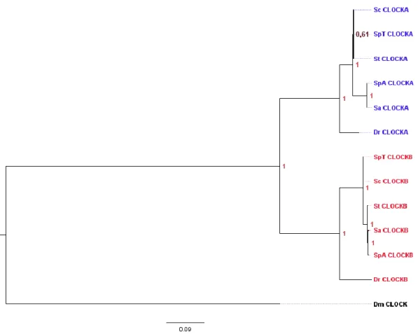 Figure  3.5.  A  phylogenetic  tree  constructed  by  the  Bayesian  Inference  method  for  CLOCK  proteins  with  fly  CLOCK  as  outgroup using JTT substitution model (Jones et al