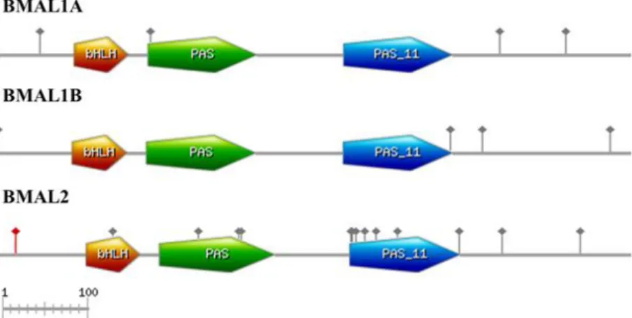 Table 3.12. Timeless gene identified with respective annotations obtained in functional annotation analysis