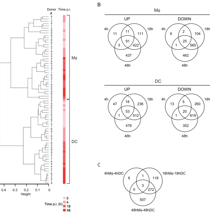 Figure 1. Transcriptional differences between M. tuberculosis -infected Mws and DCs. (A) Hierarchical clustering of arrays indicating the donor # (1–9), the time of infection (0, 4, 18, 48 h) and the cell type (Mws vs DCs)