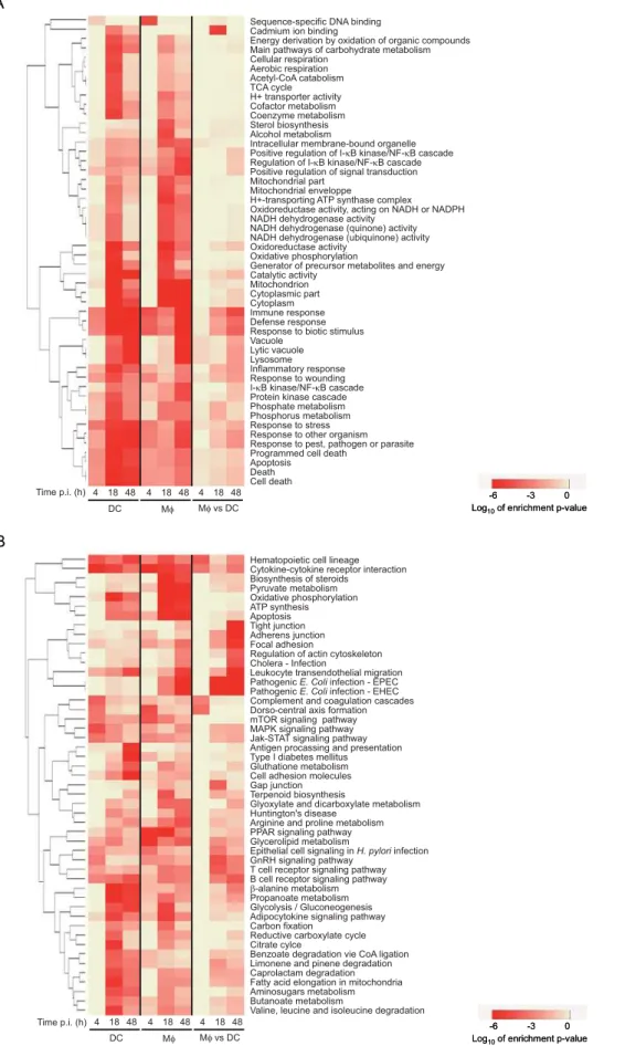 Figure 2. Clustering of functional categories altered in Mws and DCs upon M. tuberculosis infection