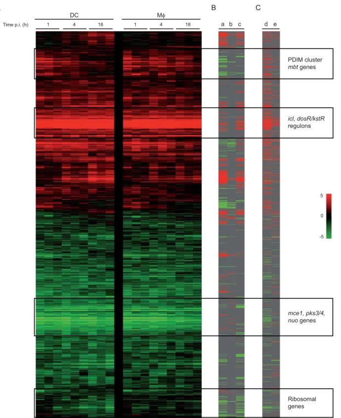 Figure 6. Functional and hierarchical clustering of the M. tuberculosis response to DCs and Mws infection