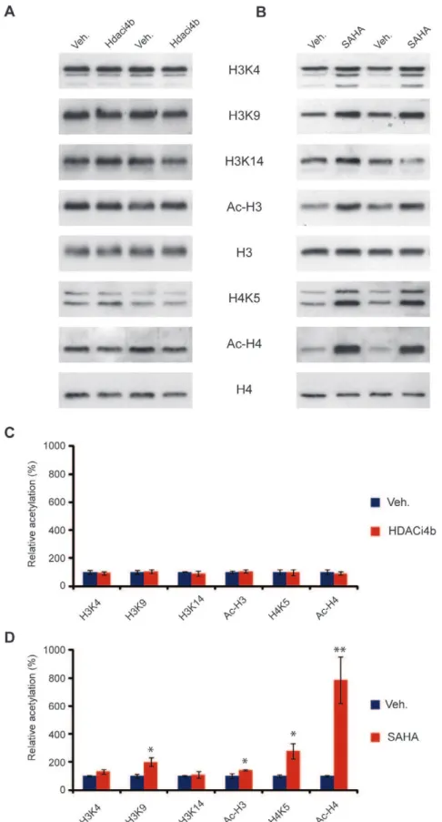 Figure 5. 4b treatment does not affect histone acetylation in mouse brain. (A) Representative immunoblot showing histone acetylation in mouse brain in response to 4b treatment