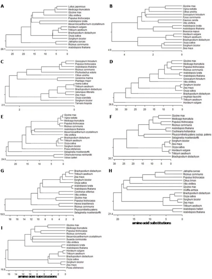 Figure 2. Phylogenetic trees for different V-H+-ATPase subunit genes, including wheat genes