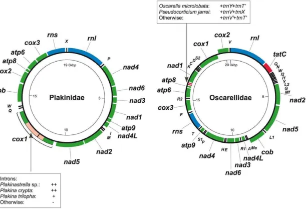 Figure 4. Mitochondrial genome organization in Plakinidae and Oscarellidae. Protein (green) and ribosomal (blue) genes are atp6, atp8–9: