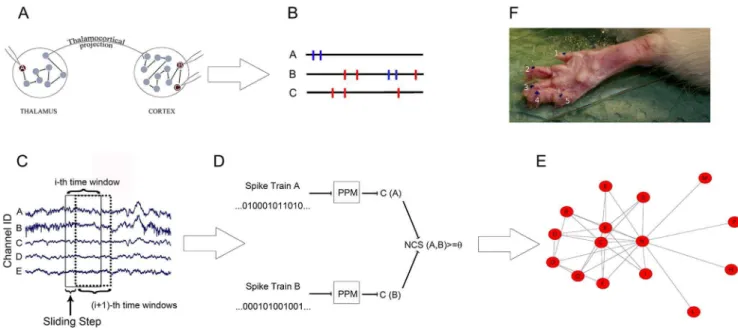 Figure 1. The proposed framework for the estimation of neuronal functional connectivity