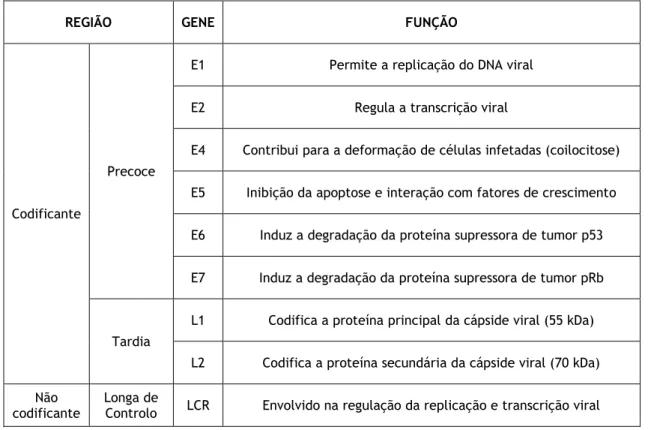 Tabela 2: Funções dos genes do Vírus do Papiloma Humano (Adaptado de [5]). 