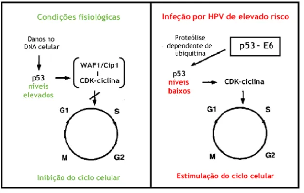 Figura 4: Efeito da proteína p53 em condições fisiológicas e efeito da ligação da oncoproteína E6 à proteína  p53 em situações de infeção por HPV de elevado risco (Adaptado de [9])