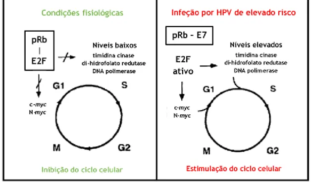 Figura 5: Paragem do ciclo celular em G 0 /G 1  em condições fisiológicas e efeito da ligação da oncoproteína  E7 à proteína pRb em situações de infeção por HPV de elevado risco (Adaptado de [9]).