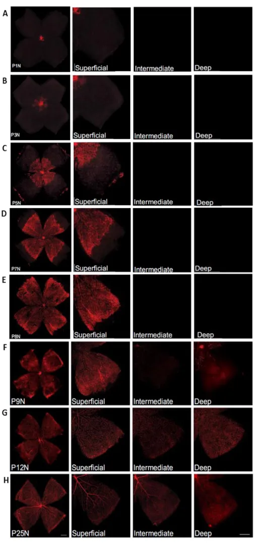 Figure  3-  Development  of  the  superficial,  deep  and  intermediate  vascular  plexus  in  C57Bl/6  mouse  retinas