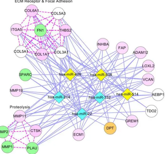 Figure 5. Network presentation of module 22 in ovarian cancer. In this network, diamonds represent miRNAs: sky-blue nodes for ovarian cancer miRNAs from the HMDD database, pink nodes for ovarian cancer miRNAs supported by the literature, and yellow nodes f