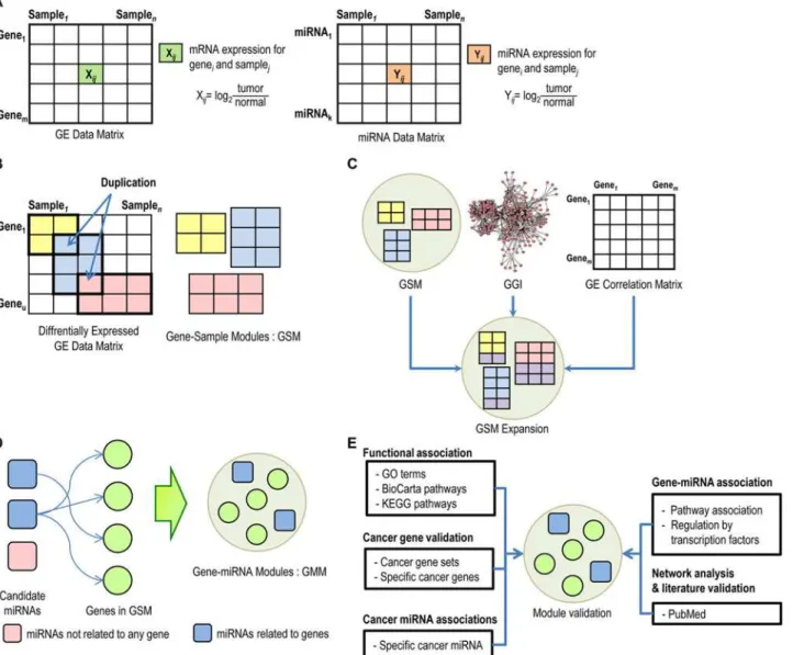 Figure 1. Overview of the proposed approach. (A) Collect gene expression and miRNA expression data sets from paired tumor samples, and calculate log2 ratios between tumor samples and normal samples