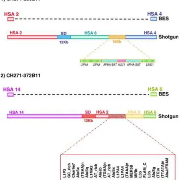 Figure 5. Analysis of Fully Sequenced Gibbon BAC Clones