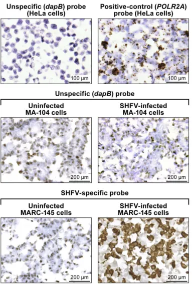 Fig 1. In vitro detection of SHFV RNA in infected cells using RNAscope 1 in situ hybridization