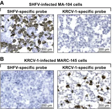 Fig 2. In vitro detection of KRCV-1 RNA in infected cells using RNAscope 1 in situ hybridization