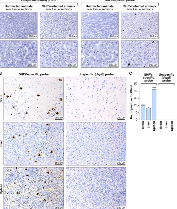 Fig 3. In situ detection of SHFV RNA from tissue sections from an SHFV-infected rhesus monkey using RNAscope 1 in situ hybridization