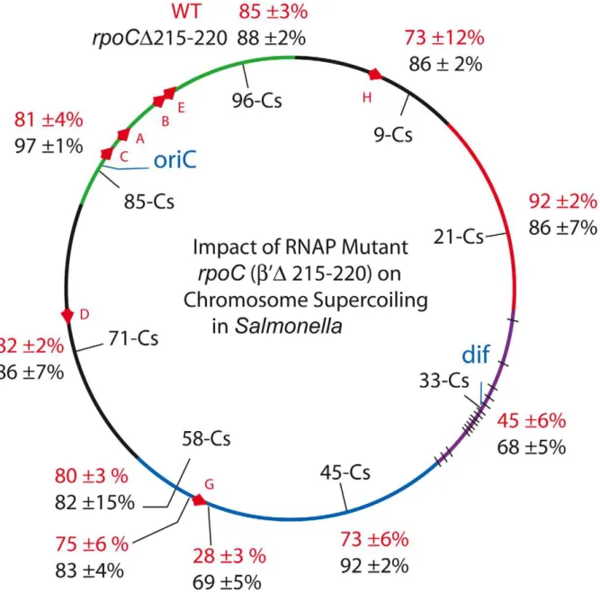 Figure 4. An RpoC mutant that slows transcription and mimics the stringent response in the absence of ppGpp causes global increases in resolution efficiency in the Salmonella chromosome