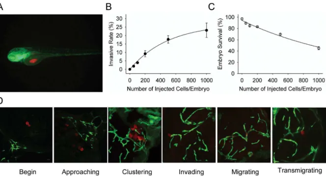 Figure 1. The establishment of U87 glioma sphere cell invasion model in zebrafish embryos