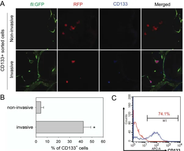 Table 1. Quantitation of invading tumor cells within zebrafish embryos injected with U87 cells.