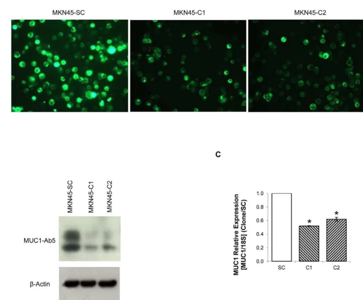 Figure 1. MUC1 downregulation by shRNA. (A) MUC1 detection by immunofluorescence with HMFG-1 antibody in MKN45-C1 and MKN45-C2 and SC control; (B) MUC1 protein detection by western-blot with MUC1-Ab5 antibody of total protein extracts from C1 and  MKN45-C2