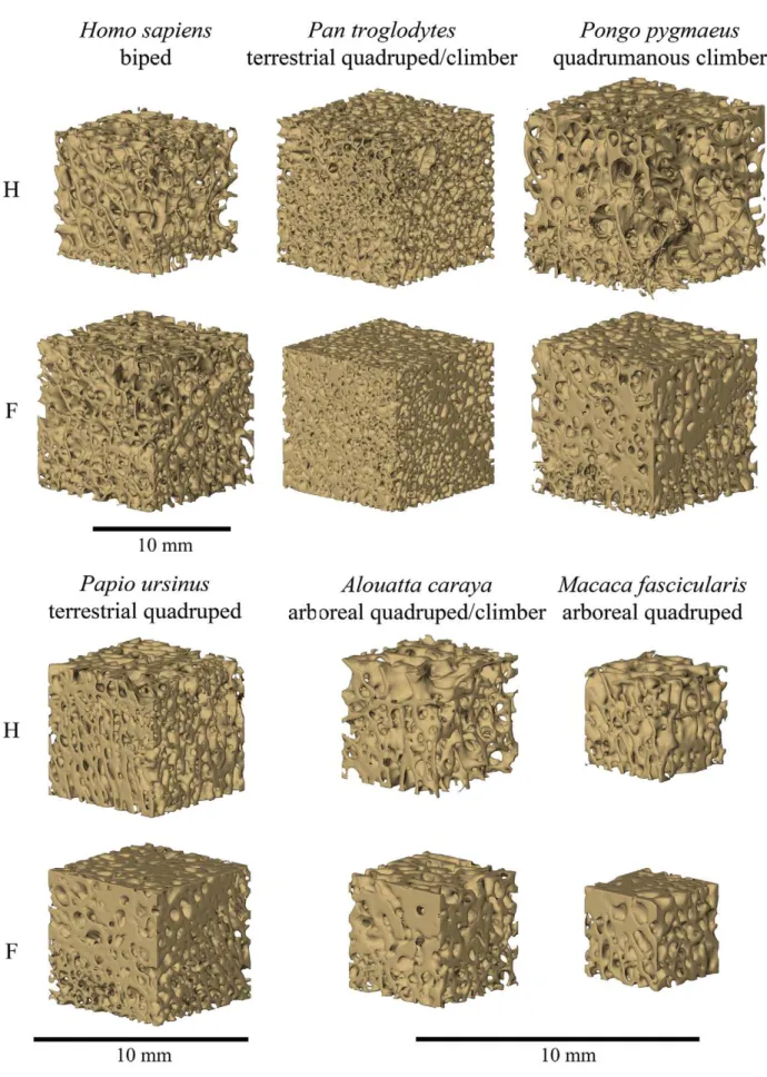 Figure 4. Three-dimensional reconstructions of cubic trabecular bone specimens from the humerus (top) and femur (bottom) from individuals used in the current study