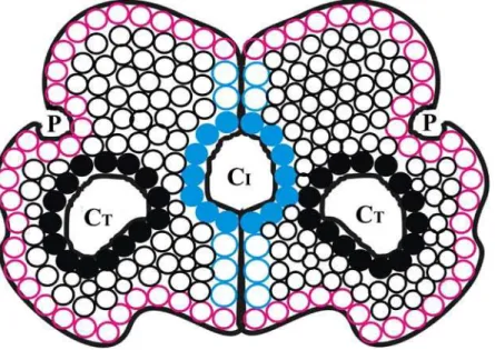 Figure 1. Schematic representation of cavities in a homodimeric molecule. Cavity-lining (CL) atoms are in filled circles, black for those in tertiary structures and blue in interfaces