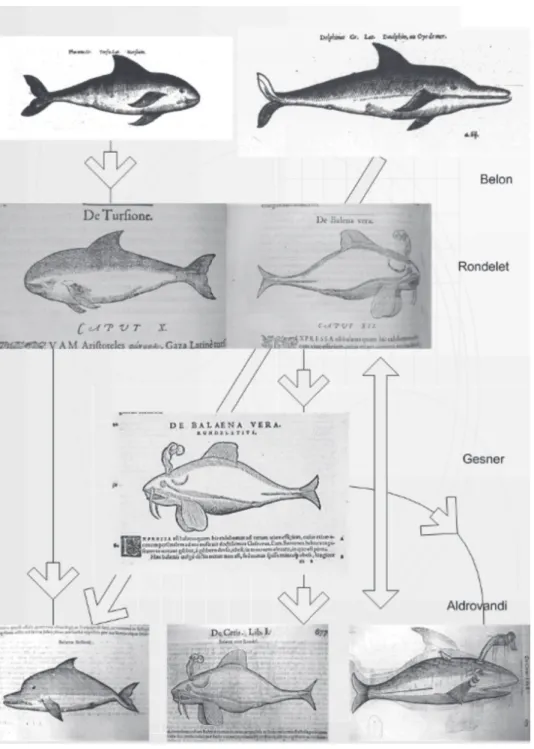 Figura 7 – evolução sequencial das representações visuais nas obras de Belon, rondelet, gesner  e aldrovandi, usando o exemplo dos golfinhos e baleias