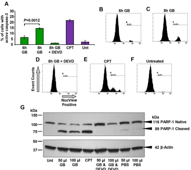 Figure 5.  GB treatment resulted in caspase-3 activation and PARP-1 cleavage in Nalm-6 cells