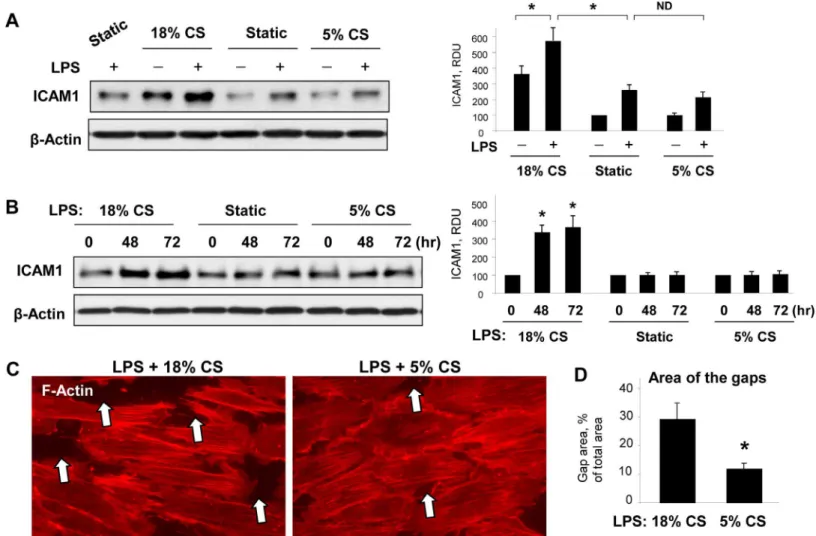 Fig 2. Effect of chronic 18% CS on EC barrier dysfunction induced by LPS. (A) HPAEC were subjected to 18% or 5% CS for 72 hours and stimulated with vehicle or LPS (50 ng/ml) in the last 6 hours of stretching