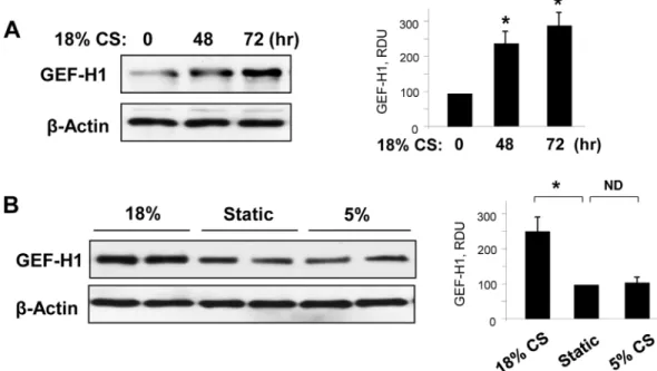 Fig 3. Effect of chronic CS preconditioning on GEF-H1 expression. (A) HPAEC were subjected to 18% CS for 48 or 72 hours, or left under static conditions