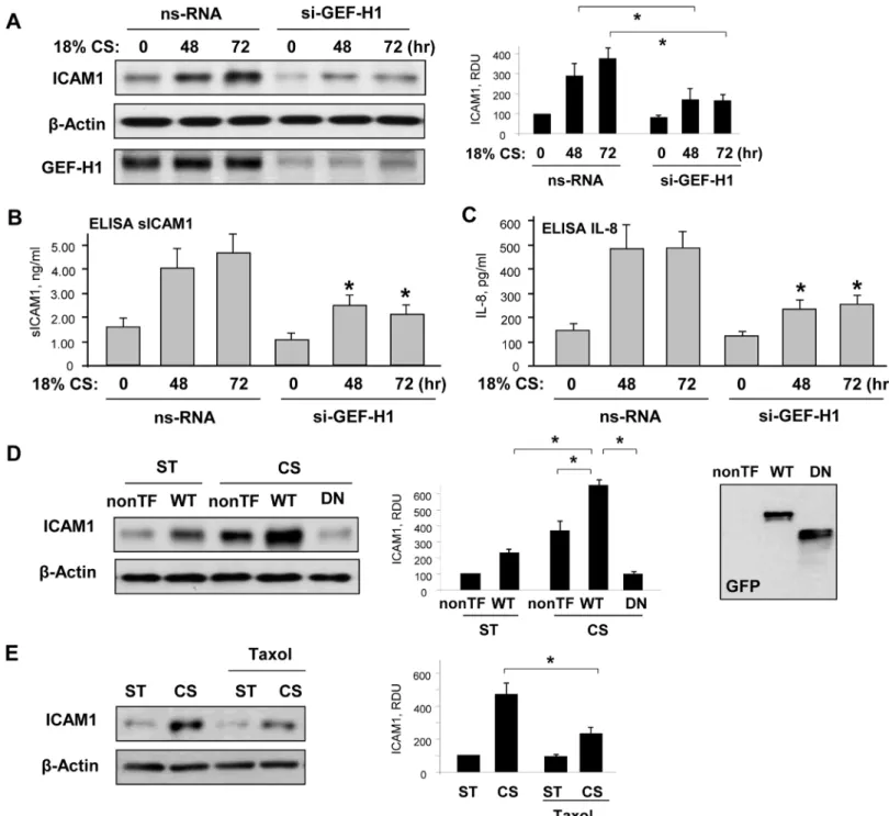 Fig 4. Involvement of GEF-H1 in EC inflammatory activation induced by chronic 18% CS. Cells were transfected with GEF-H1-specific or non-specific siRNA, followed by 18% CS for 48 or 72 hours