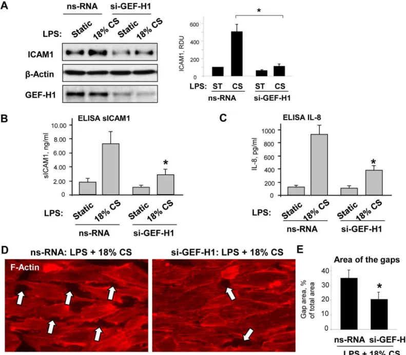 Fig 5. Role of GEF-H1 in synergistic effects of chronic 18% CS- and LPS-induced EC barrier dysfunction