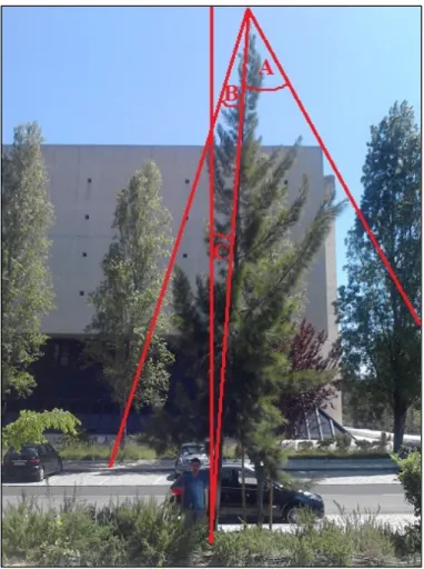 Figure 4. Measuring the shape and deformation index of trees. Top: Globose tree, Below: Conic tree