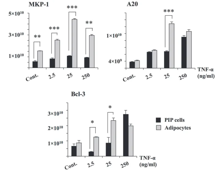 Fig 4. Expression of negative regulators in PIP and differentiated adipocyte cells. Both PIP cells and adipocytes were challenged with different concentrations of TNF-α (2.5, 25, and 250 ng/ml) for 24 hours and the level of negative regulators (MKP-1, A20,