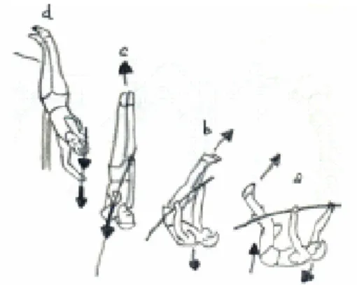 Figura 8 – Fase de extensão e rotação. Colocação dos  membros  superiores  nas  posições  “J”  (b)  e  “I”  (c)  (Adaptação de Sainz, 1994)