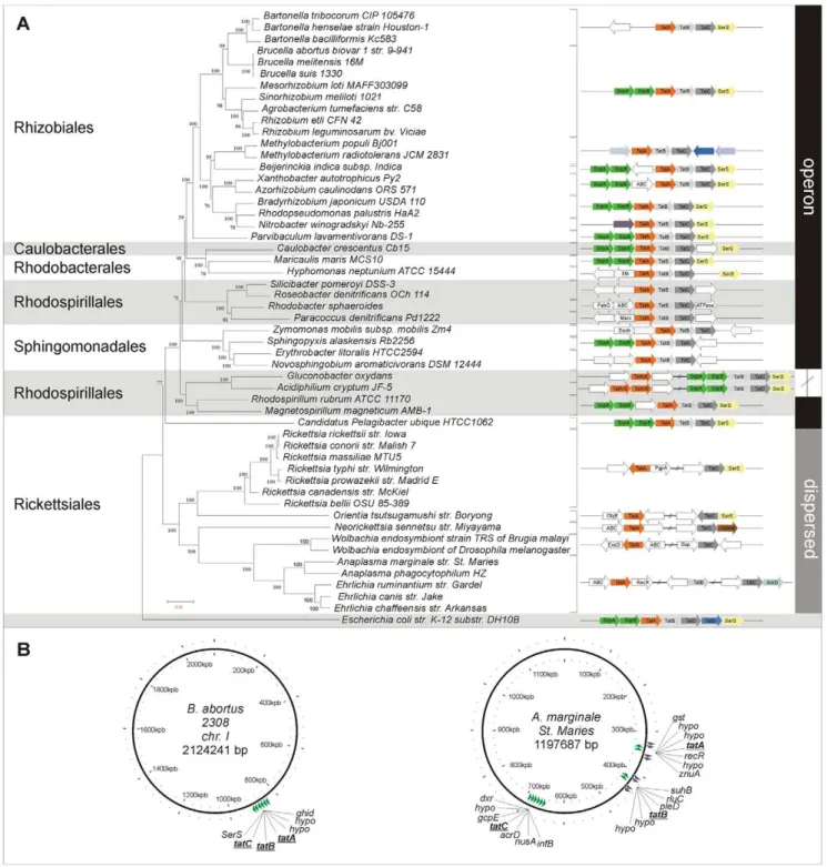 Figure 1. Phylogenetic analysis and genome organization of tatABC genes. (A) Left side panel: Phylogenetic tree construction using neighbor-joining method (NJ-JTT, 1000 bootstrap) with MEGA.4 of 53 bacterial species based on the concatenated alignment of 1