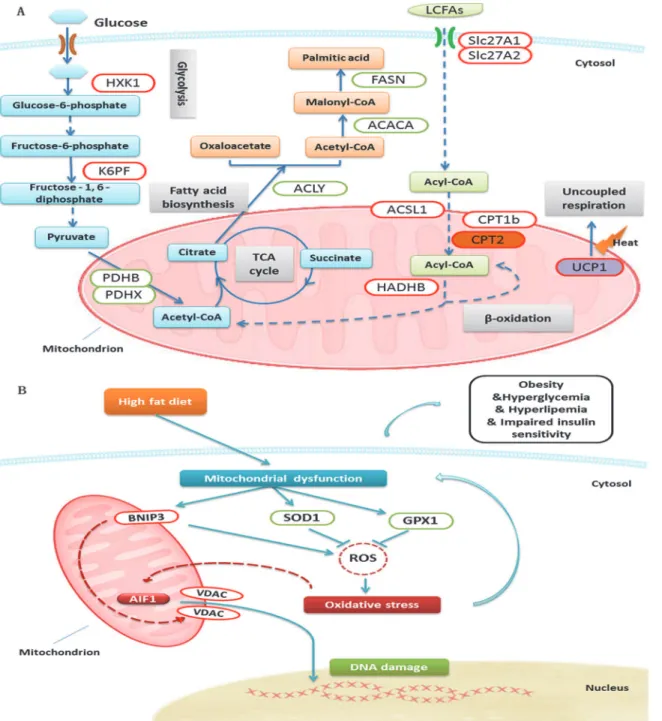 Fig 6. Differential proteins in BAT were involved in several essential biological processes