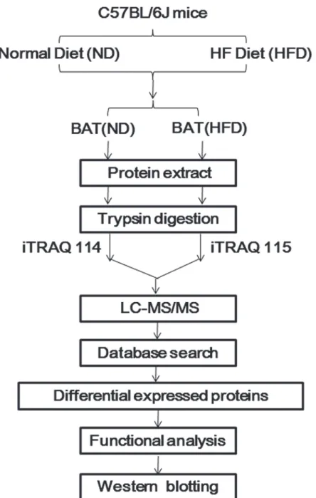 Fig 1. Work flow of establishing obese mice model and proteomic analysis of BAT proteins