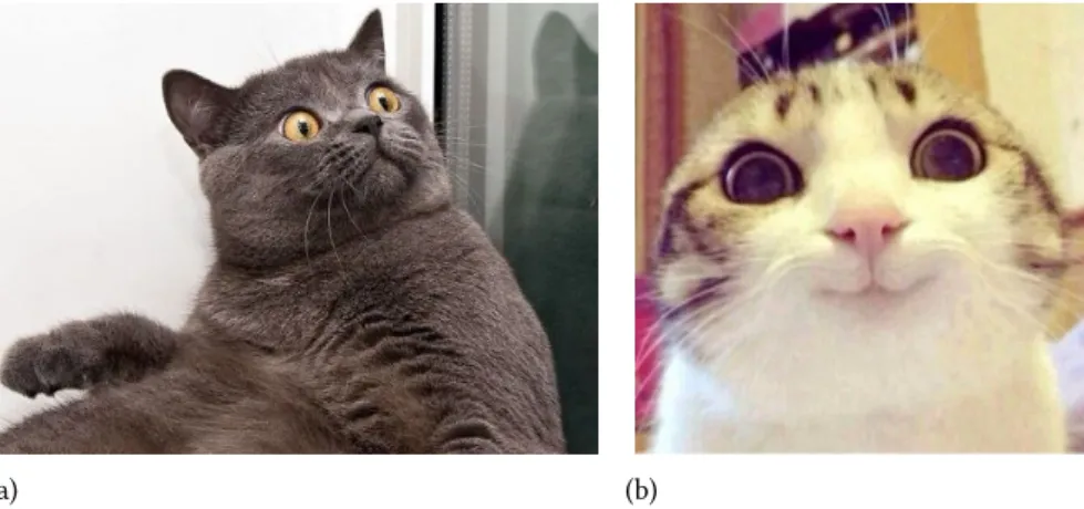 Figure 2.1: Cats. On the left a cat where the salient features are visible (e.g. ears, whiskers)