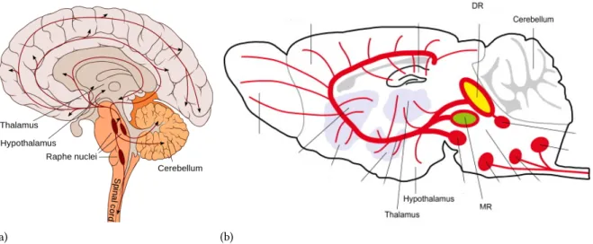 Figure 2.10: Schematics of the serotonergic system simplified (a) Here we give a simplified schematics of the main parts of the serotonergic system of a human brain