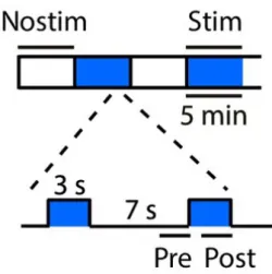 Figure 3.1: Stimulation protocol. Videos of average 30 minutes were divided in blocks of 5 minutes that alternated between stimulated block and non-stimulated block
