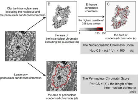 Fig 3. Protocol to Quantitatively Measure Chromatin Area in Group N. Our novel method is composed of the following steps