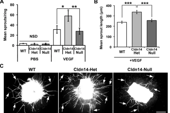 Figure 5. Cldn14 heterozygosity increases VEGF-stimulated aortic ring microvessel sprouting and sprout length