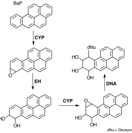 Figure 18 - BaP metabolization catalyzed by CYP. 